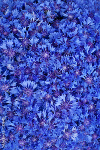 Tableau sur toile Beautiful spring flowers blue cornflower on background