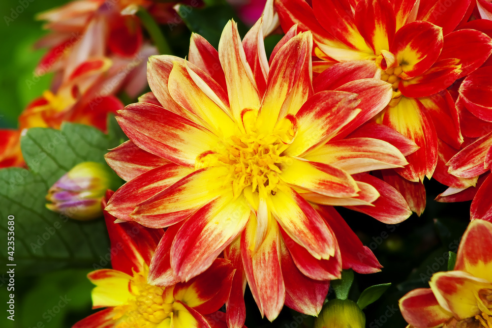 Feurige blume Feurige blume