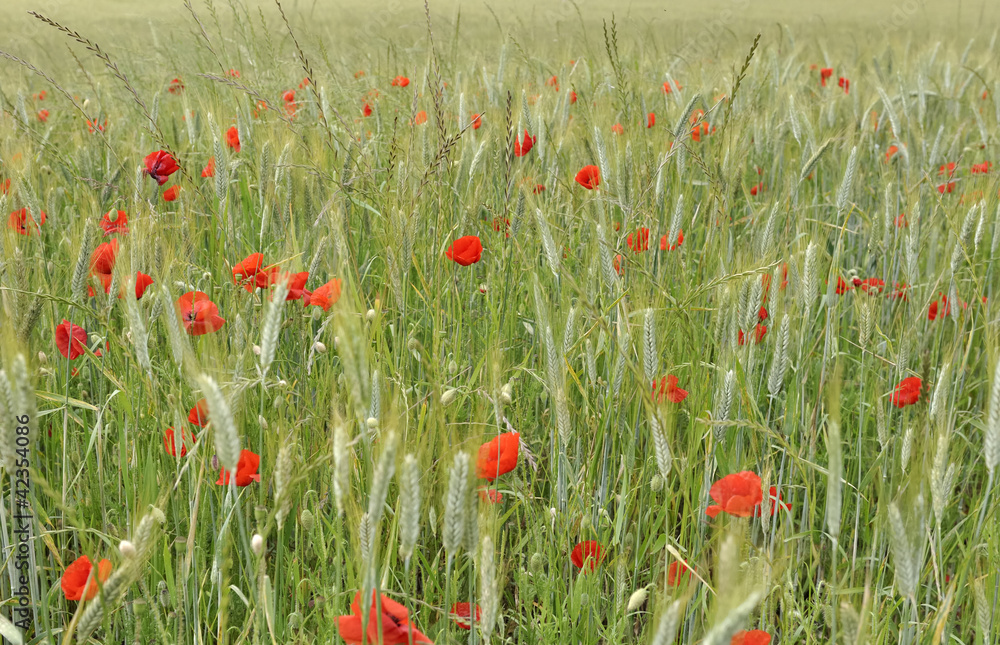 Obraz premium coquelicots dans un champ d'orge
