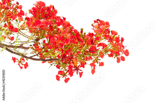 spring Flower. Delonix regia (Flame Tree) isolated on white