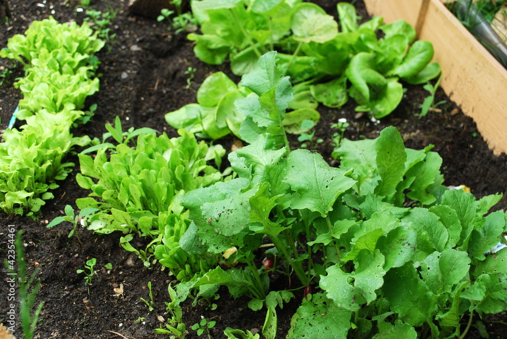 Blattsalat im Hochbeet Blattsalat im Hochbeet