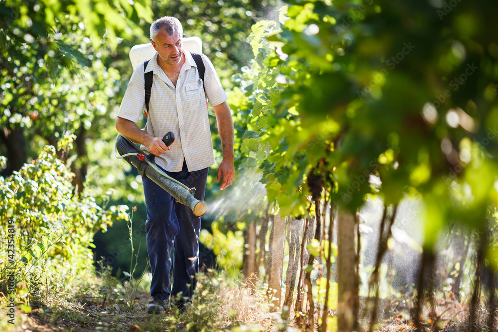 Fototapeta premium Vintner walking in his vineyard spraying chemicals on his vines