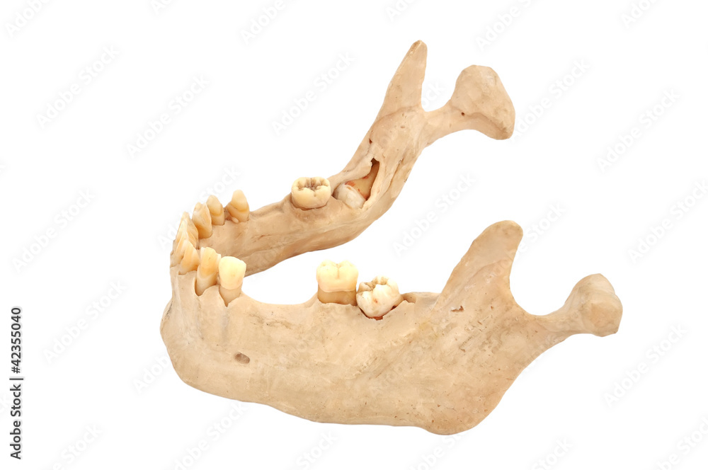 Fototapeta premium lower jaw