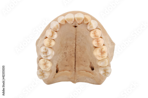 фотографія upper jawbone