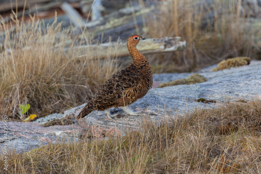 куропатка.Gray partridge.lat. Perdix куропатка.Gray partridge.lat. Perdix