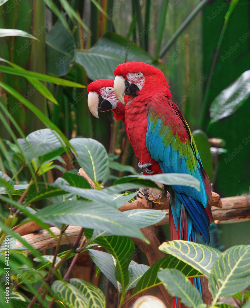 Obraz premium Green Winged Macaws (Ara chloropterus)