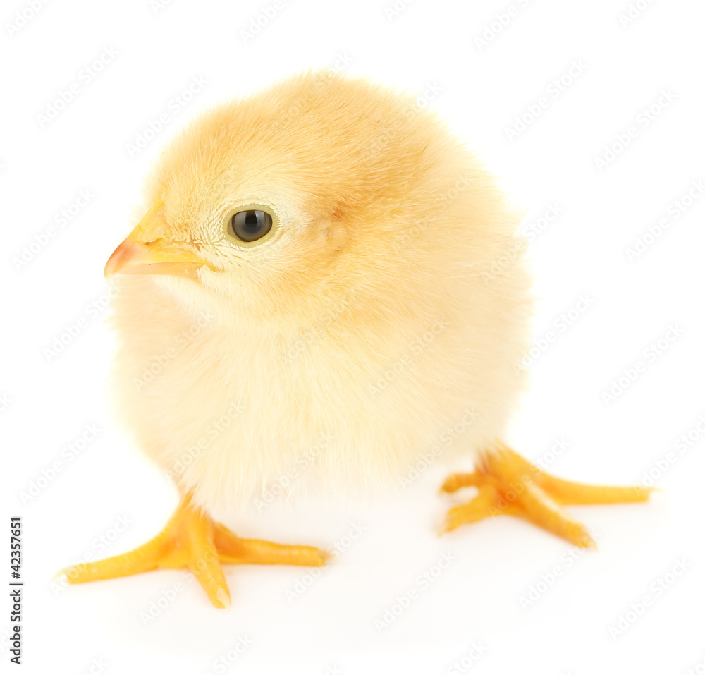 Fototapeta premium beautiful little chicken isolated on the white