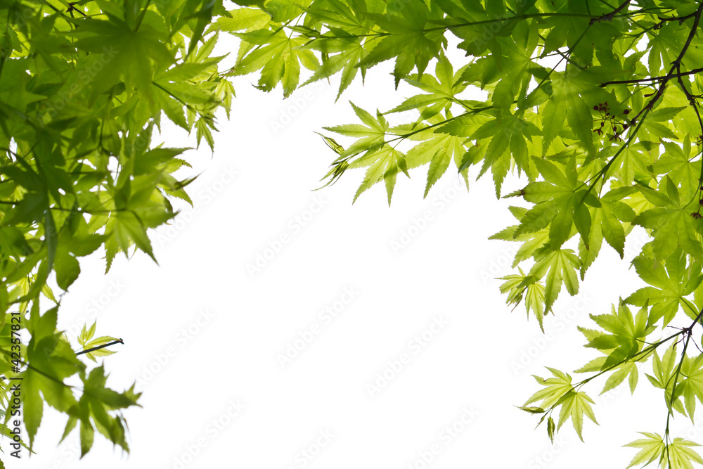 Green leaves on white background Green leaves on white background