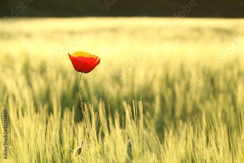 Fototapeta Naklejka Na Ścianę i Meble -  Lonely poppy in a field at dusk
