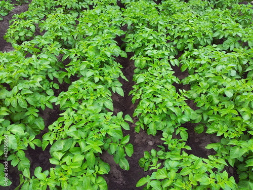 potato plant photo