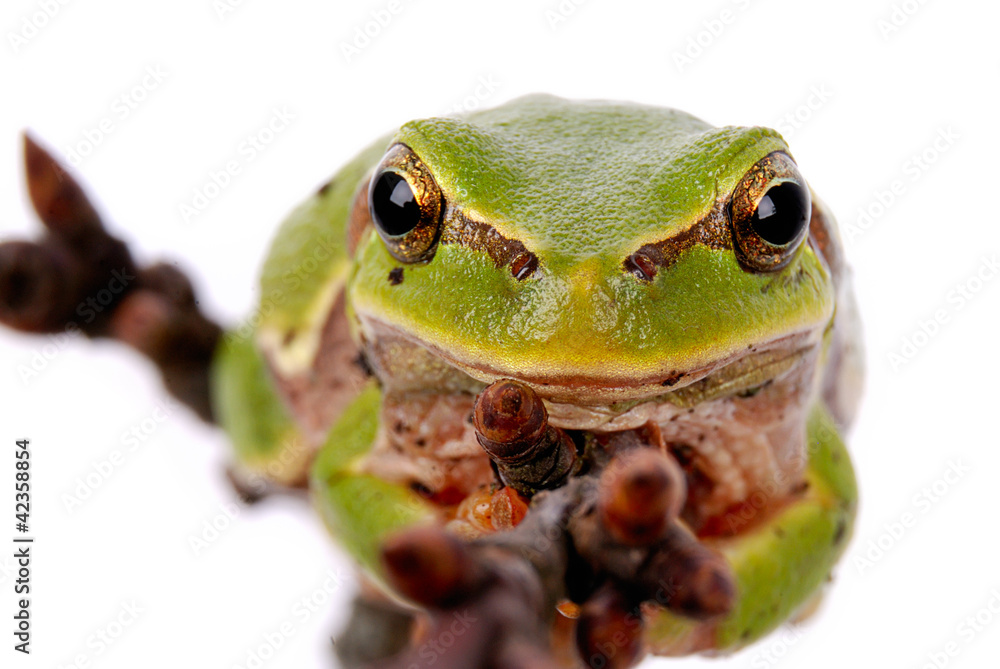 Obraz premium Green Tree Frog