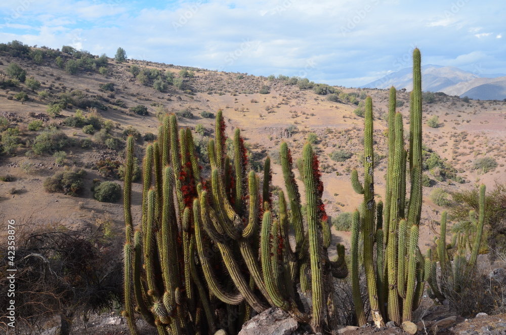 cactus in chili