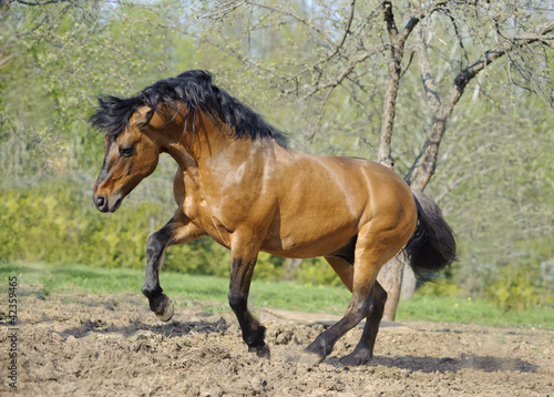 Fotografie beautiful roan stallion playing in the paddock