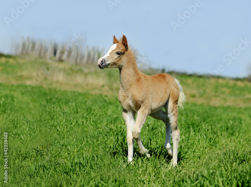 little foal in summer field
