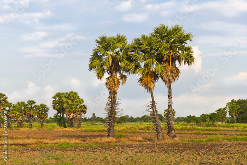 Sugar palm trees