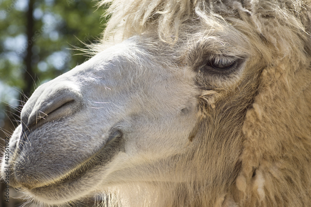 Fototapeta premium camel portrait