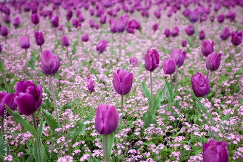 Fototapeta Naklejka Na Ścianę i Meble -  Purple tulips