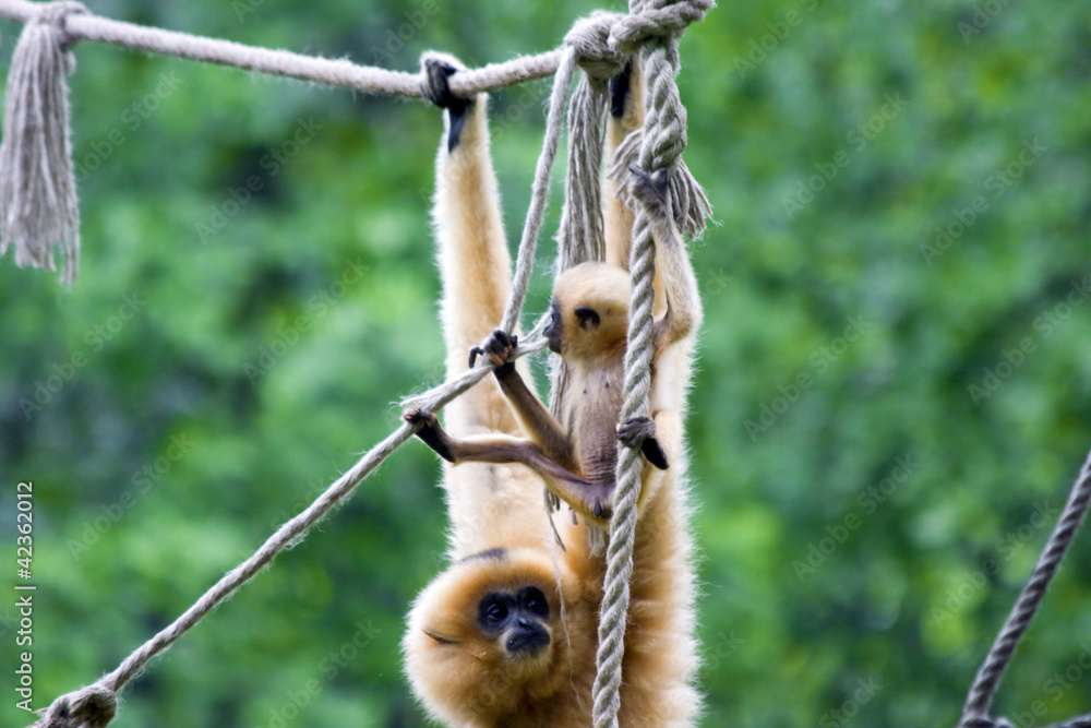 Yellow-cheeked gibbon (Nomascus gabriellae) mother and baby Yellow-cheeked gibbon (Nomascus gabriellae) mother and baby