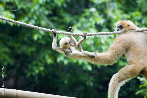 Yellow-cheeked gibbon (Nomascus gabriellae) mother and baby photo