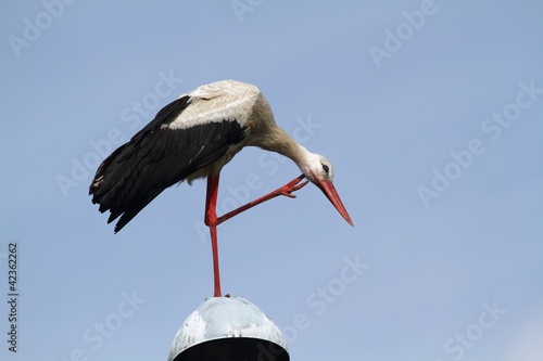 The White Stork (Ciconia ciconia) on the lamp.