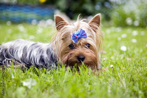Yorkshire terrier dog with ribbon © Arūnas Gabalis