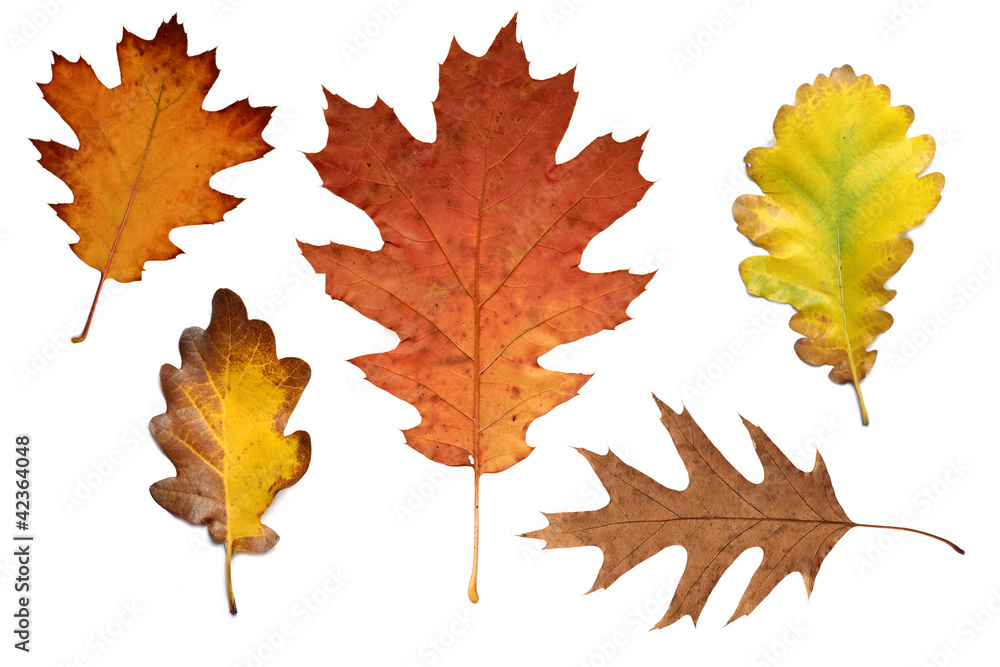 Bunte Herbstblätter Eiche Bunte Herbstblätter Eiche