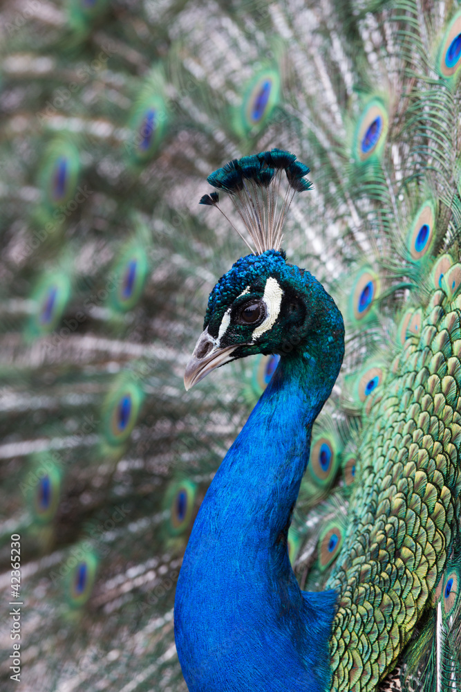 Peacock displaying its feathers Peacock displaying its feathers
