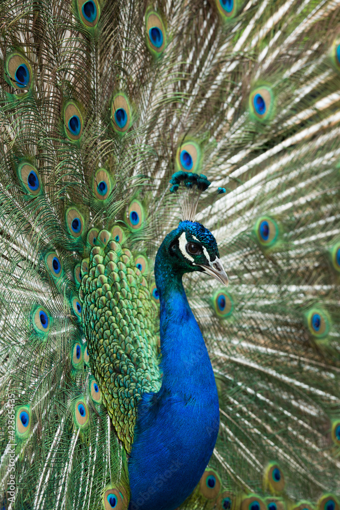Fototapeta premium Peacock displaying its feathers