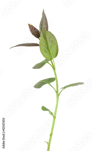 Common lilac stem isolated on white background