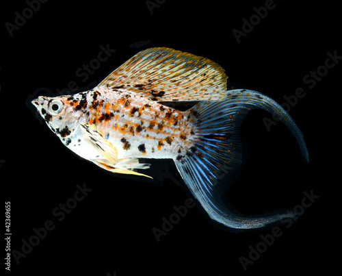 molly fish crescent tailed isolated on black