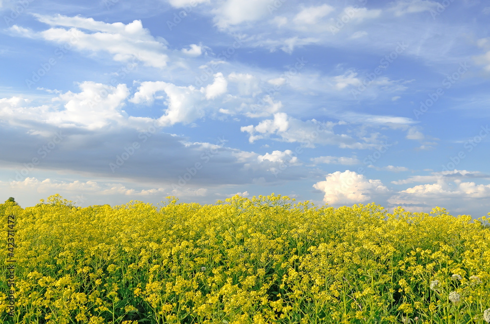 Obraz premium Yellow flowers of Barbarea vulgaris