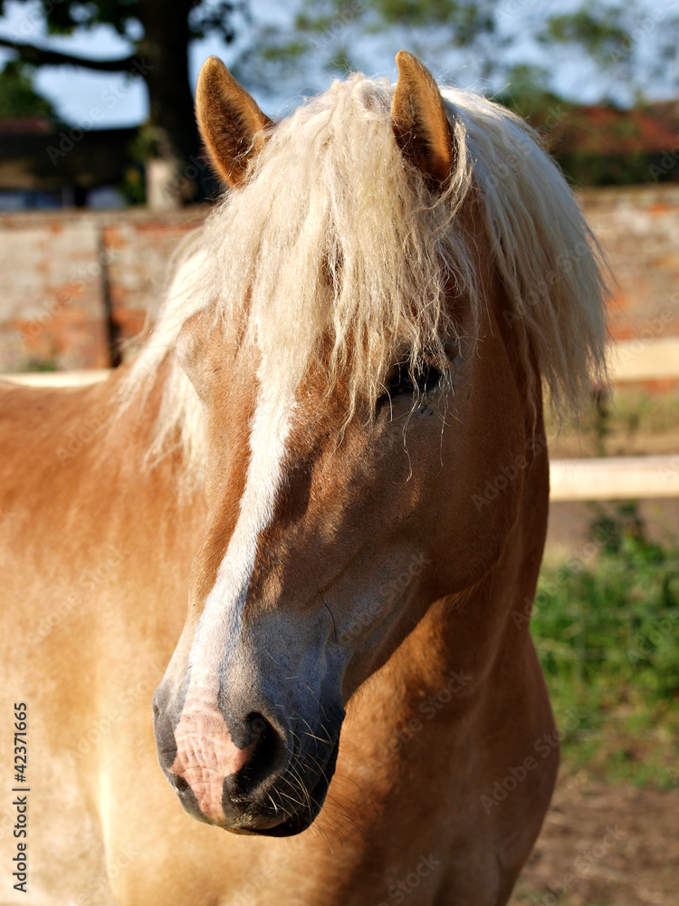 Obraz premium Pretty Horse Head