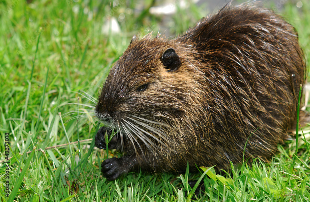 Junges Nutria, Biberratte Junges Nutria, Biberratte