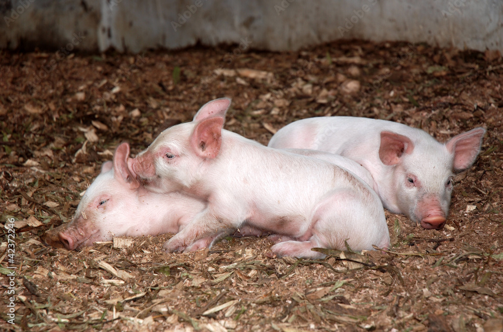 Piglets Piglets