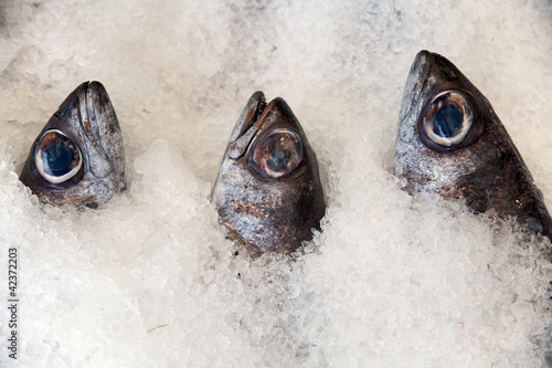 ocean salmon