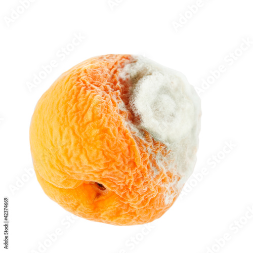 mould on peach