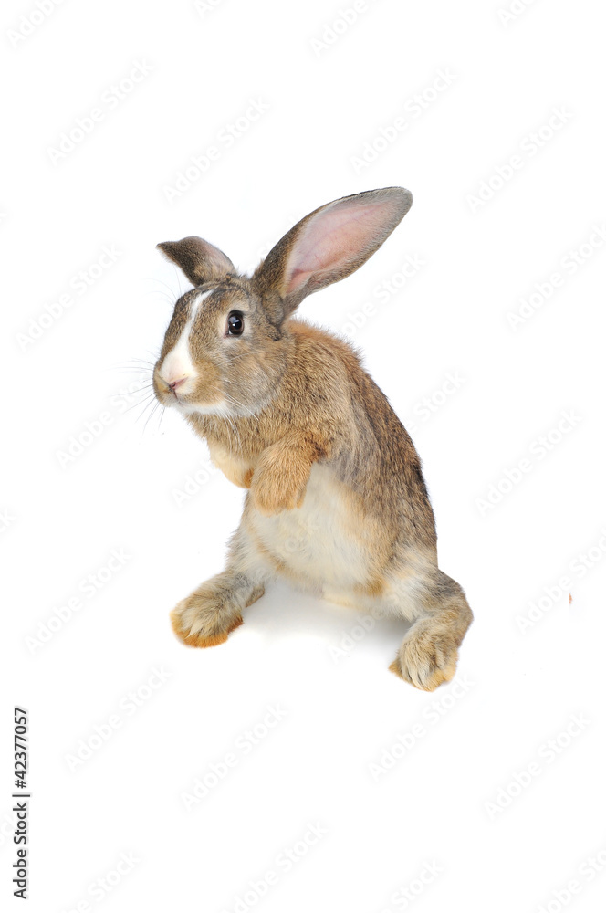 Fototapeta premium Brown Rabbit