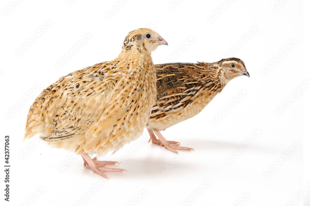 quail quail
