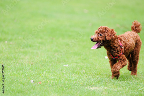 Red poodle dog running
