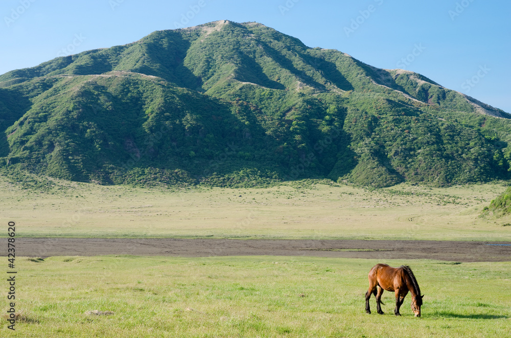 阿蘇の草千里と一頭の馬