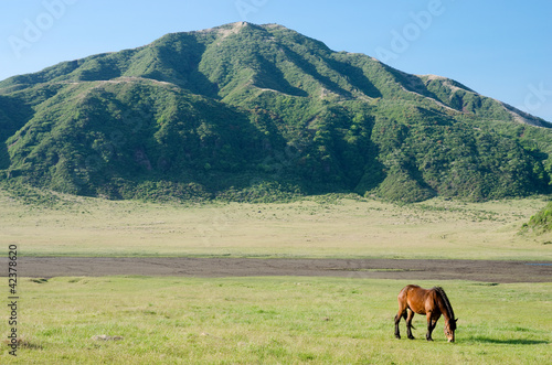 阿蘇の草千里と一頭の馬