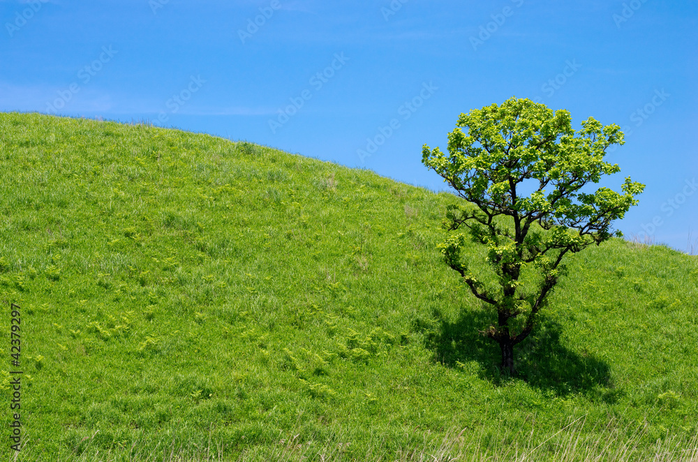 緑の丘と1本の柏の木