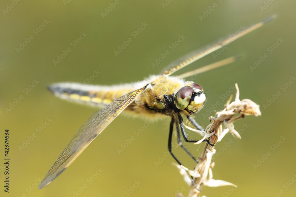 Libelle1 Libelle1
