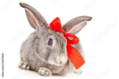 Gray rabbit with red bow