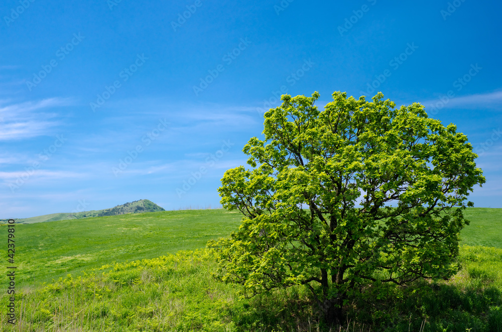 大きな柏の木と青空