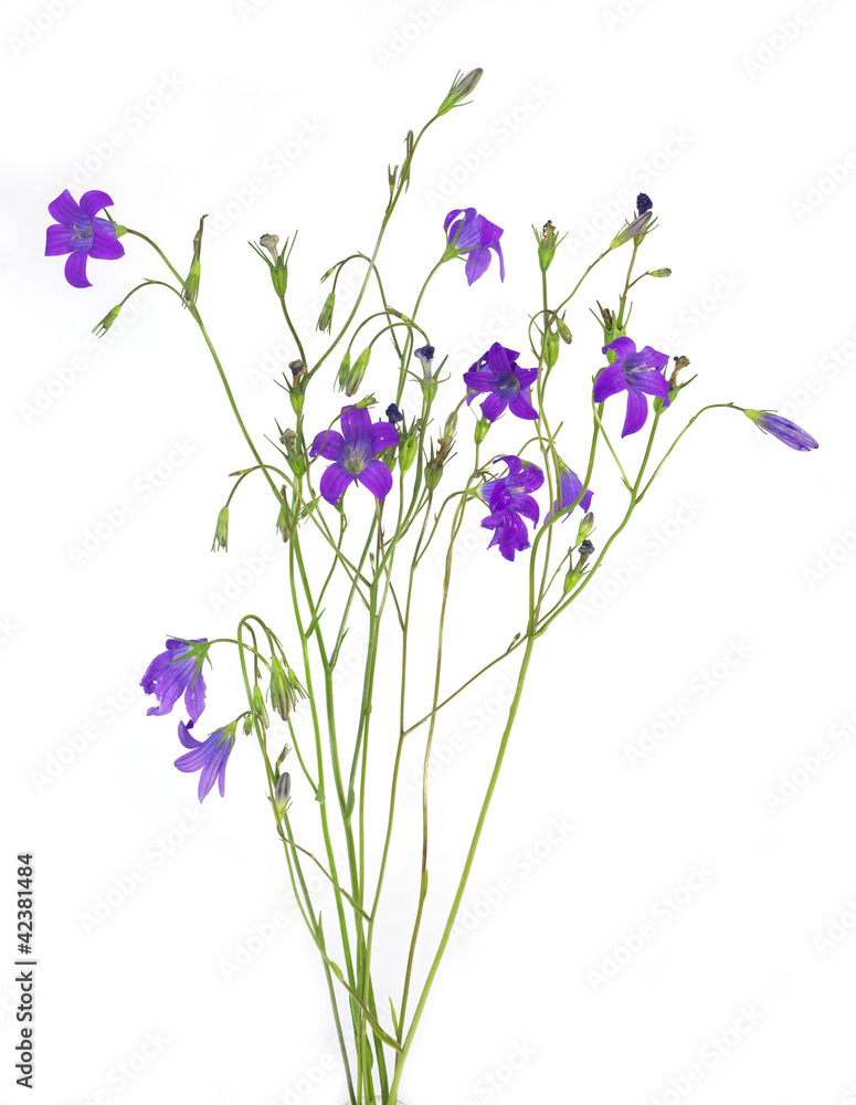 Fototapeta premium Campanula