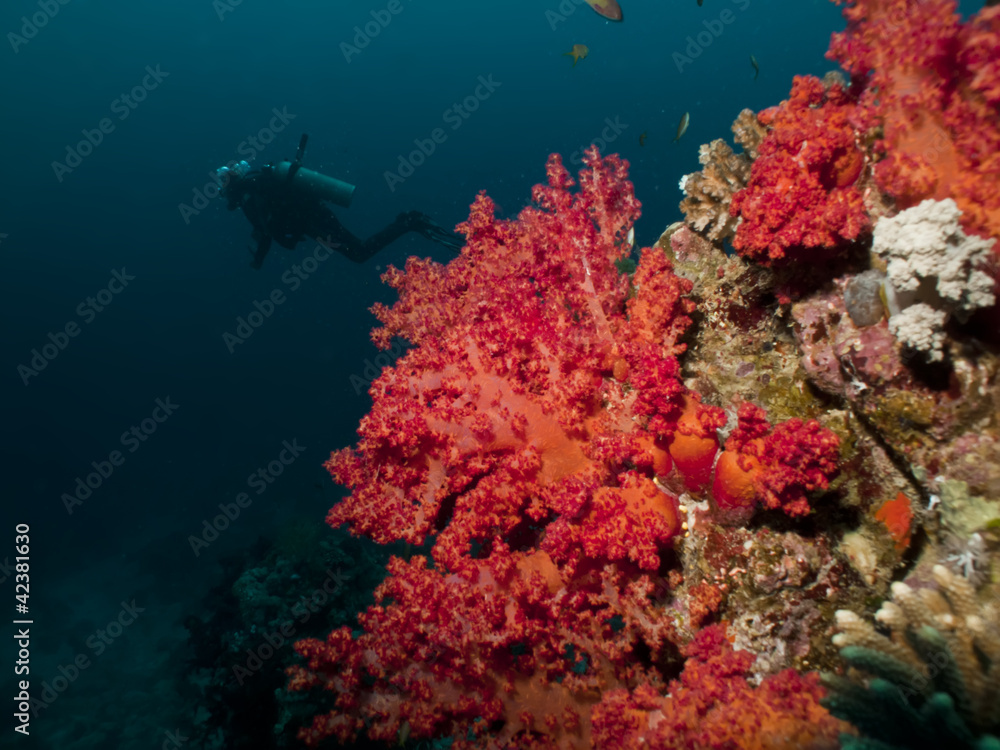 Obraz premium Coral reef