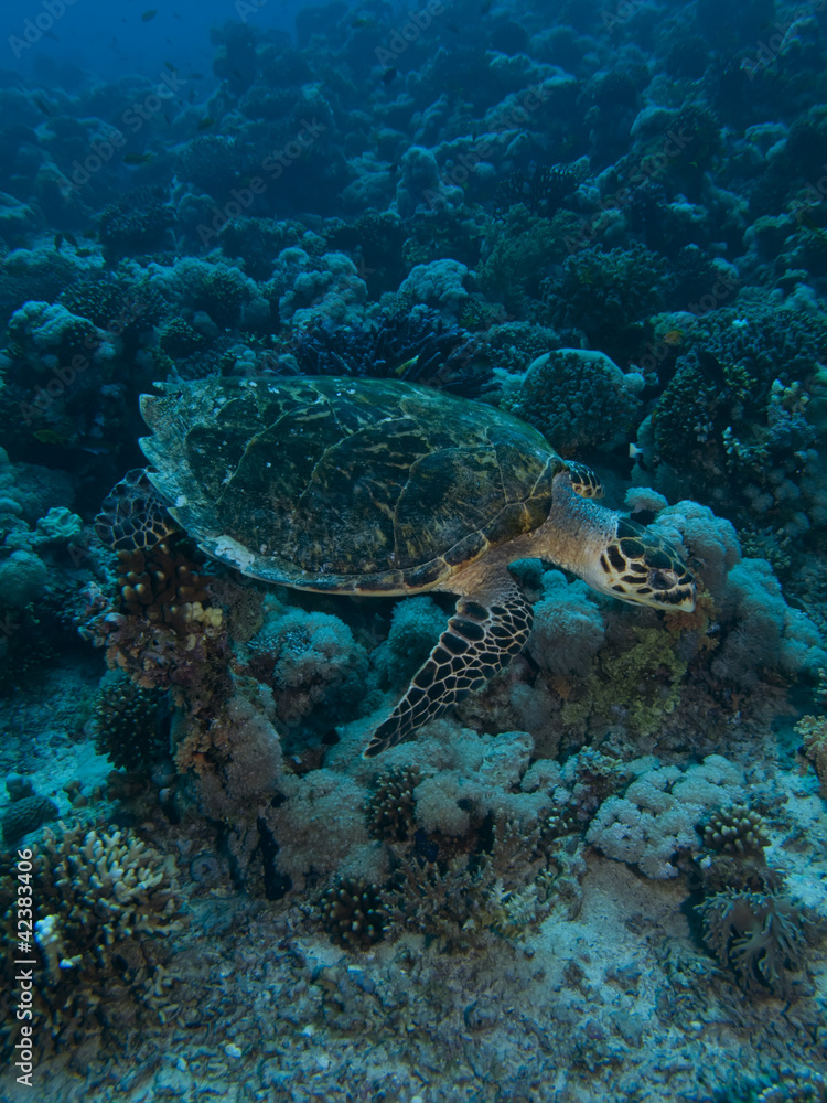 Fototapeta premium Hawksbill Turtle (Eretmochelys imbricata)