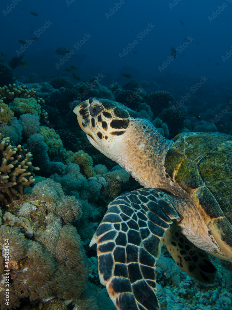 Obraz premium Hawksbill turtle (Eretmochelys imbricata)