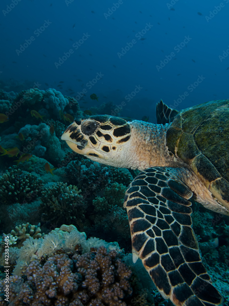 Fototapeta premium Hawksbill turtle (Eretmochelys imbricata)